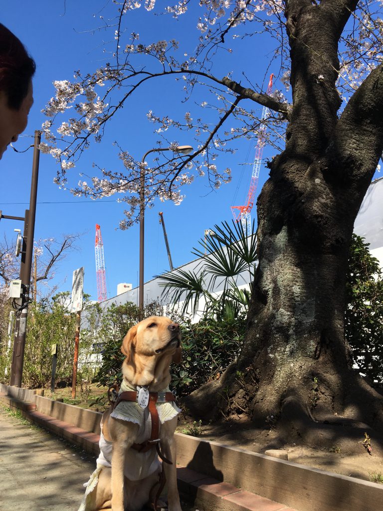 桜を見上げるフーちゃんの写真